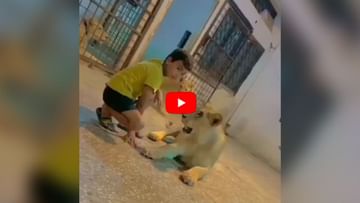 Photo of The child was seen having fun with the ferocious lions, the predator caught his hand!  watch video