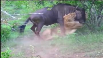 The lion wanted to hunt the deer, the whole game changed in just 31 seconds