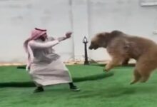 Photo of The man was seen having fun with the bear, everyone was surprised to see the sight… watch video