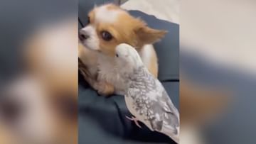Photo of The parrot flirted with the dog like this, watching the video the public said- So Cute!