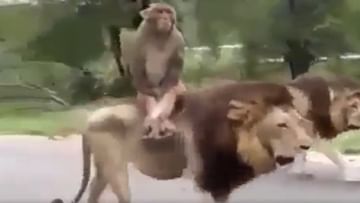 The royal ride of the monkey, the animal went for a walk sitting on top of  the king of the jungle… watch video | India Rag