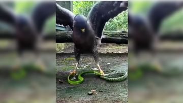 Photo of The snake wanted to put the bird to death with poison, did all the work in a single attack of the eagle