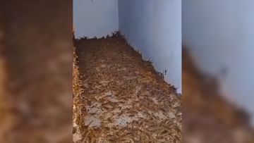 Photo of Thousands of scorpions were seen by a person in a deserted house, the video went viral