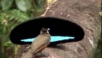 Photo of To impress the bird, the male bird raised its wings and danced, watching the video will make your day