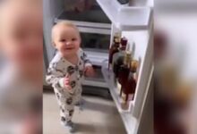 Photo of VIDEO: ‘Chhotu”s face blossomed after seeing a bottle of liquor in the fridge, people said – father’s rites are in the child