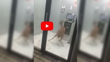 Photo of VIDEO: Deer trapped in ATM due to fear of dogs, animal was seen writhing behind closed door