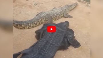 Photo of Wearing crocodile skin, the person messed with the real ‘water monster’, then what happened … watch the video