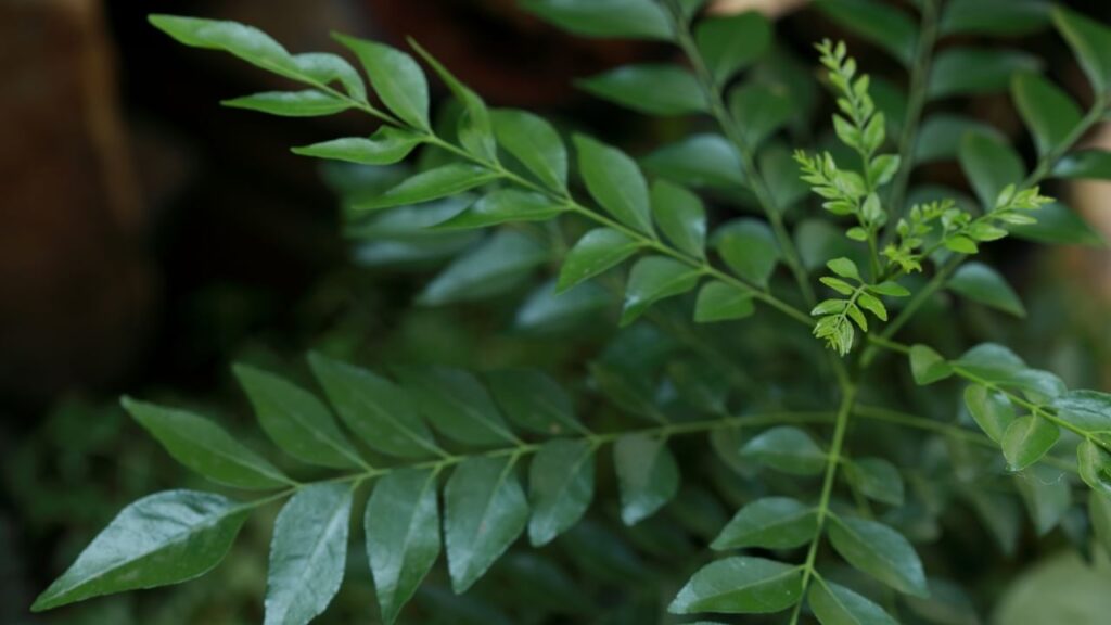 Benefits of Curry Leaves: How Many Should You Eat for a Healthy Heart and Glowing Skin?