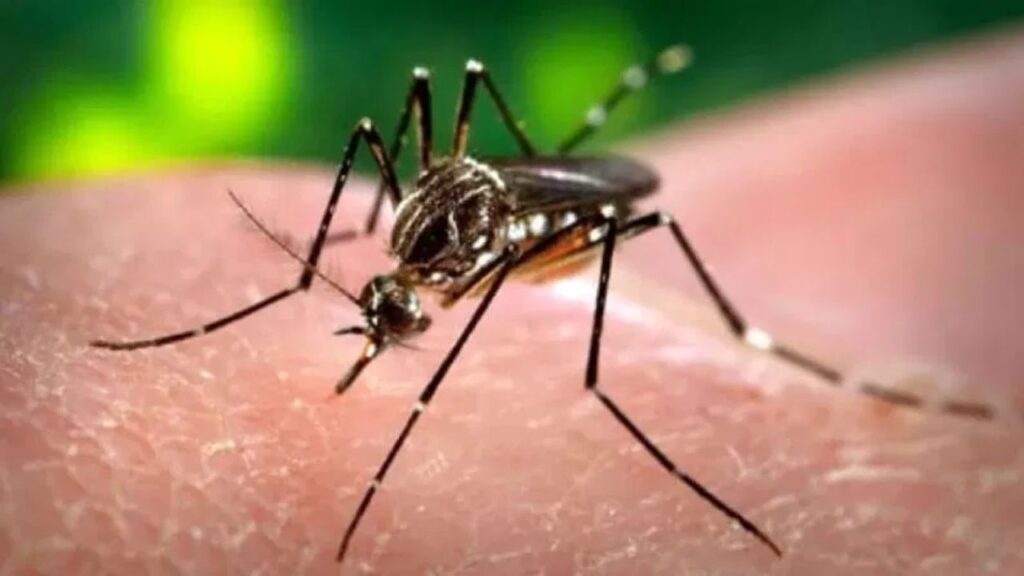 Bill Gates Praise: App Identifies Mosquitoes Like Malaria and Dengue