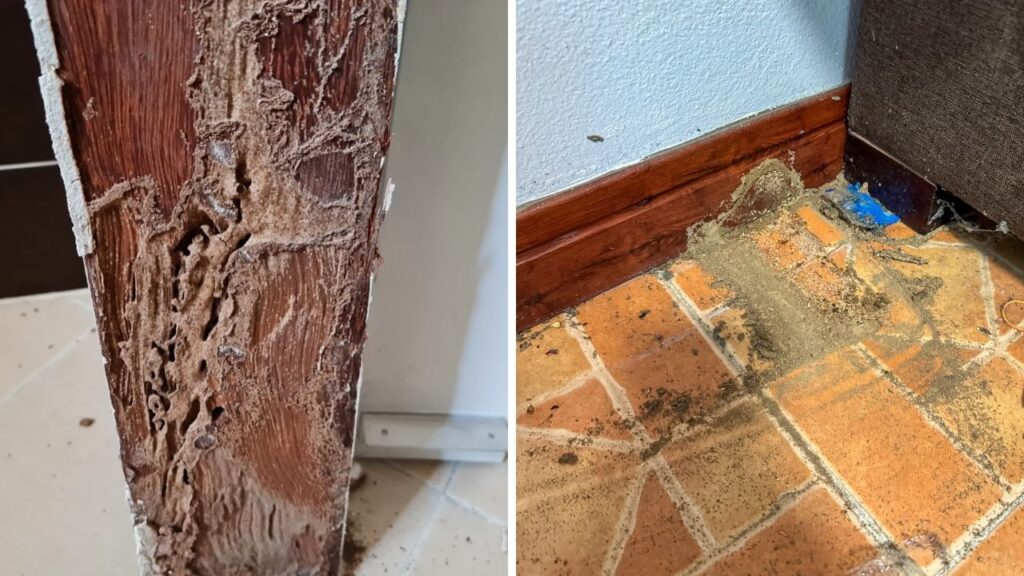 DIY Sprays to Eliminate Termites from Walls and Doors