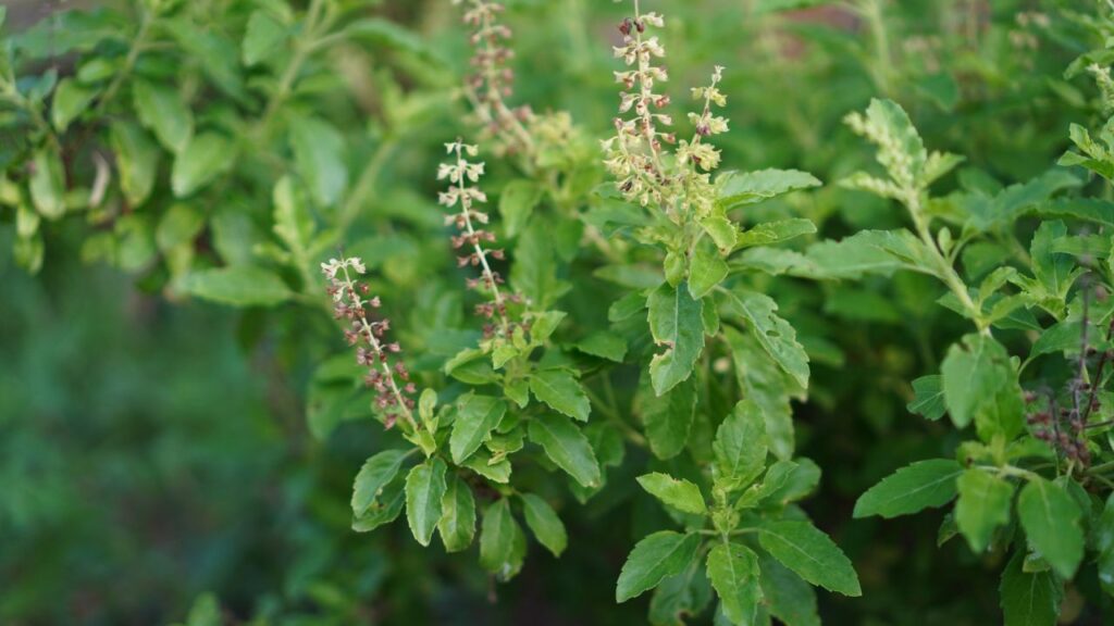 Discover 5 Unique Types of Tulsi and Their Benefits