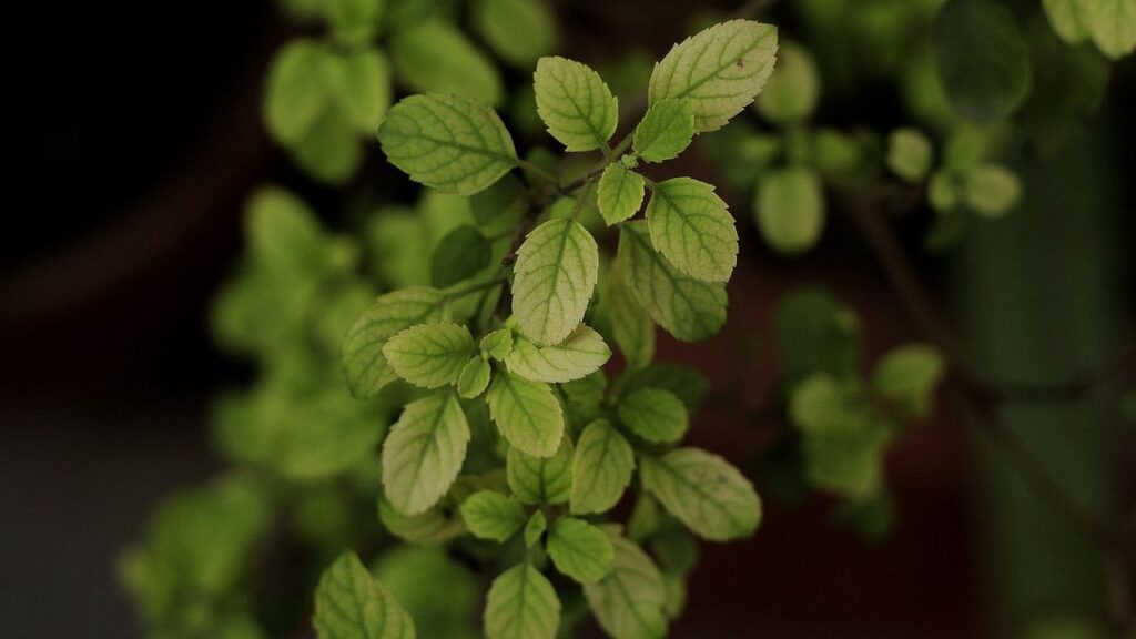 Eat 4 Tulsi Leaves Every Morning for Amazing Benefits