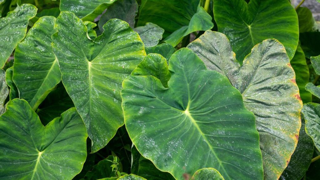 Health Benefits of Arbi Leaves: Delicious Recipes to Try